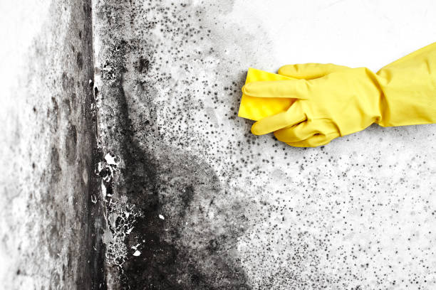 Best Asbestos and Lead Testing During Mold Inspection  in Lake Isabella, MI