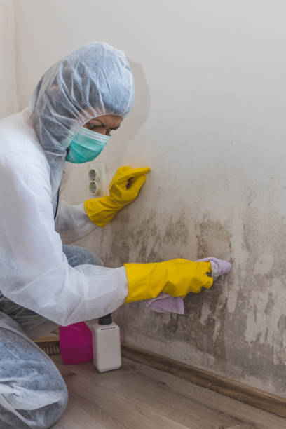 Biohazard Mold Removal in Lake Isabella, MI