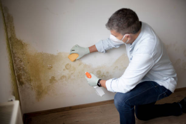 Best Mold Damage Restoration  in Lake Isabella, MI