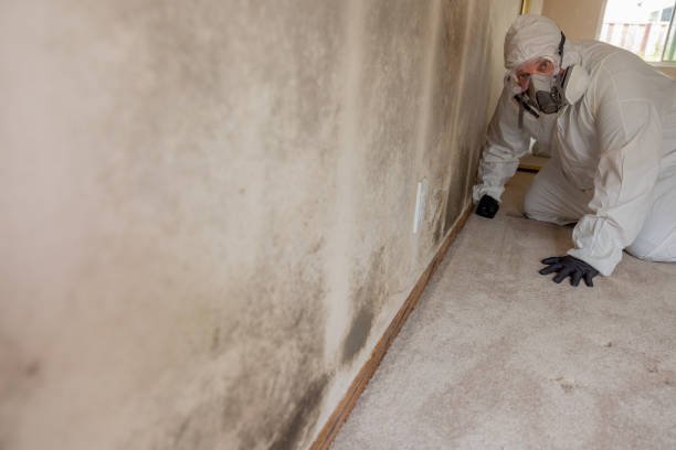 Mold Remediation for Rental Properties in Lake Isabella, MI
